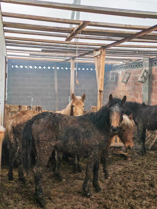 Жабағы, тай ұрғашы