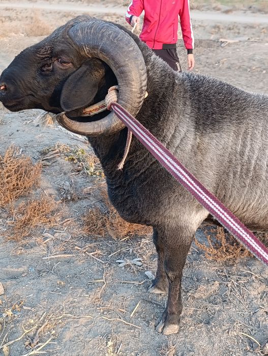 3 Яшар Кучкор Зотга тезда Сотилади