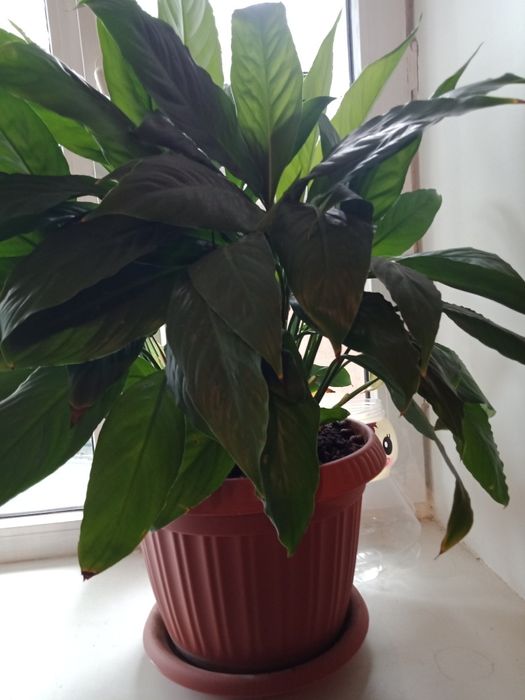 Комнатные цветы женское счастье