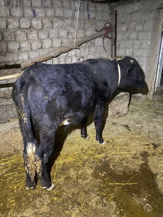 Angus va mesni mollar sotiladi