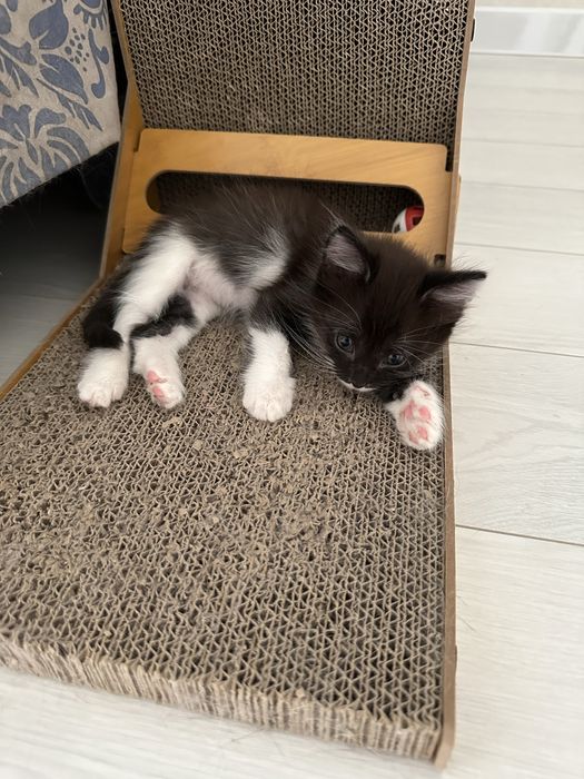 Котенок мальчик 1,5 месяца в добрые руки