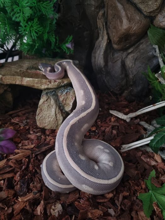 Femelă de piton regal