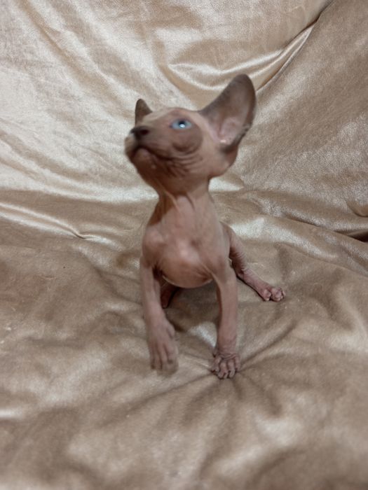 Сфинкс канадский  2 месяца