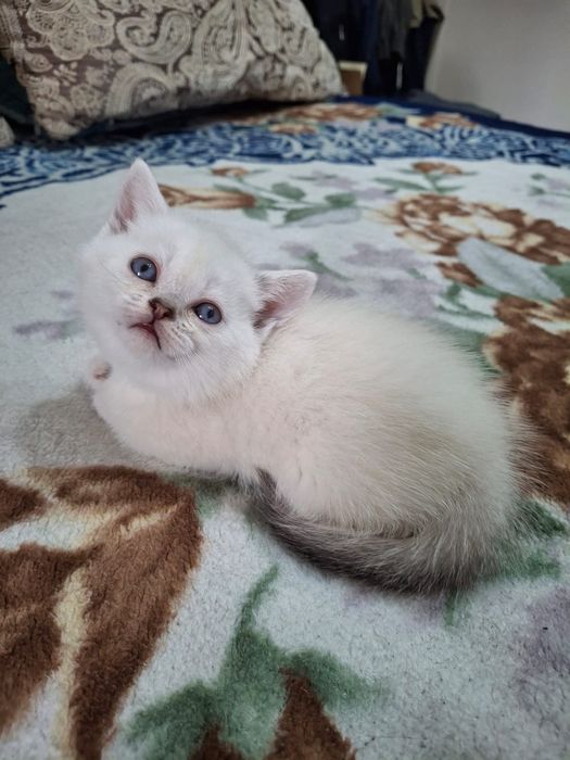 Белый шотландский котенок