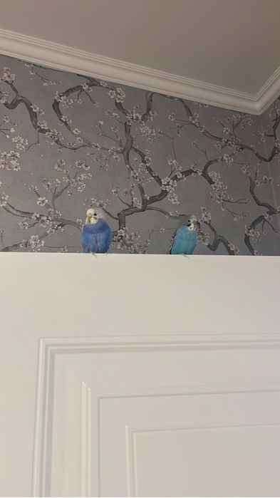 Попугай попугай