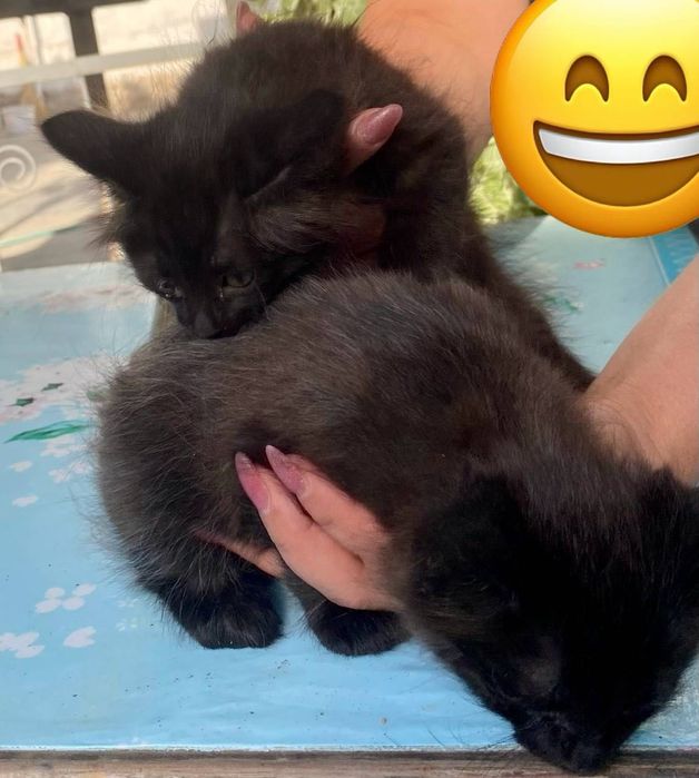 Котята а добрые руки
