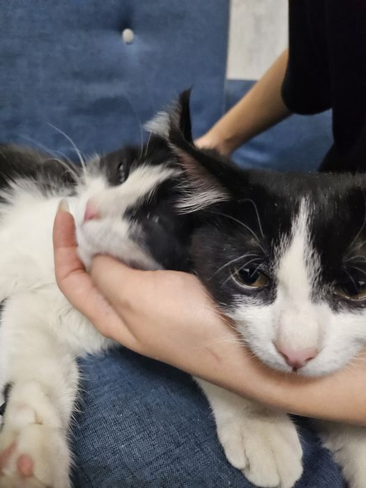 2 котёнка по 3 месяца