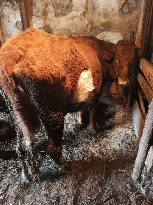 Продам две стельные коровы