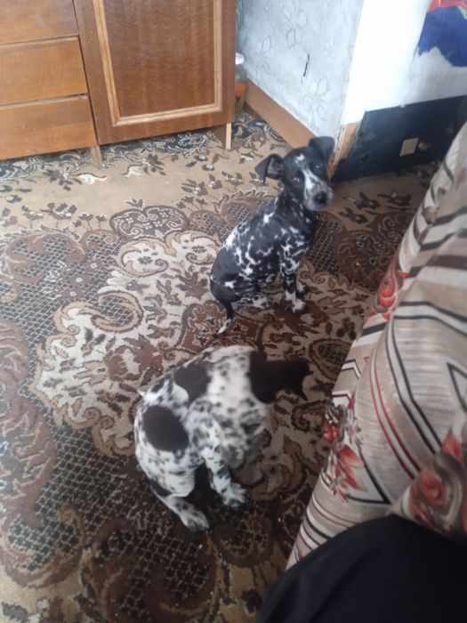 Продам долматинцев