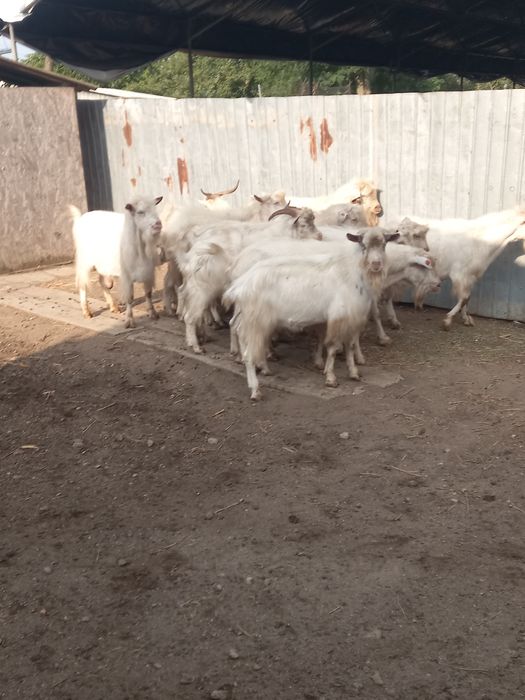 Vând tapi saanen și metiși