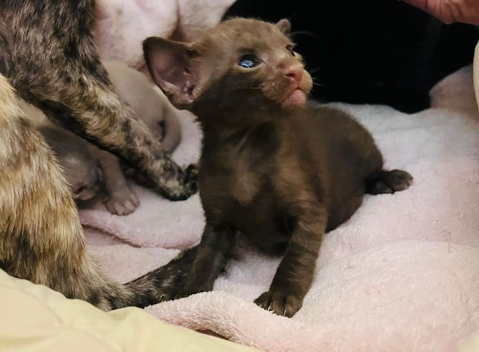 Ориентальные котята