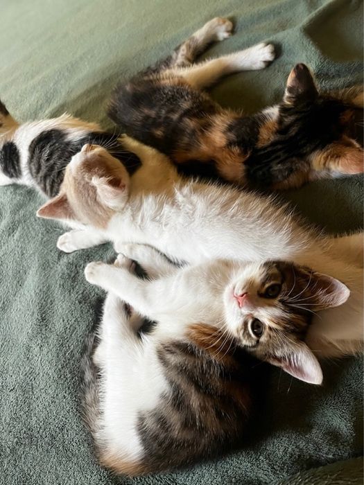 Подарявам котета