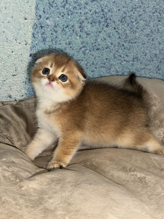 Котята на продажу