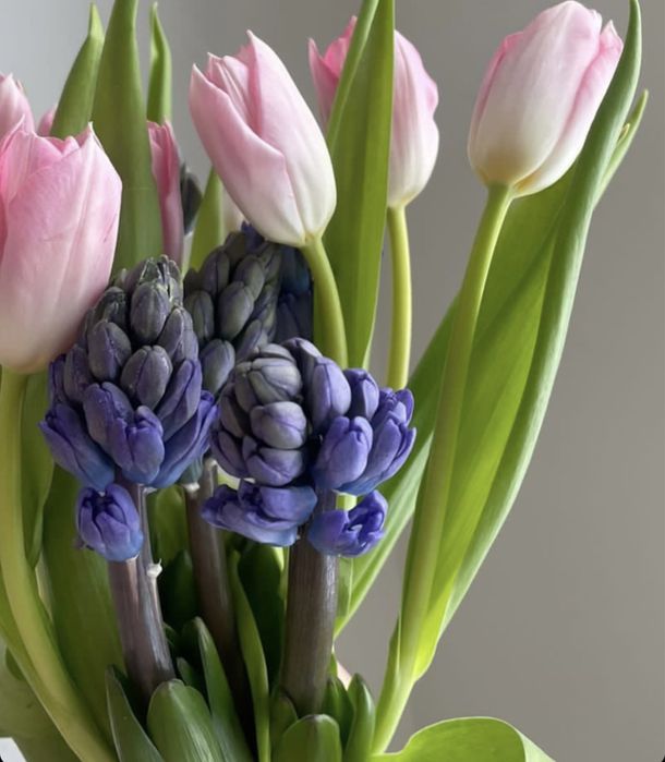 Тюльпаны оптом и в розницу