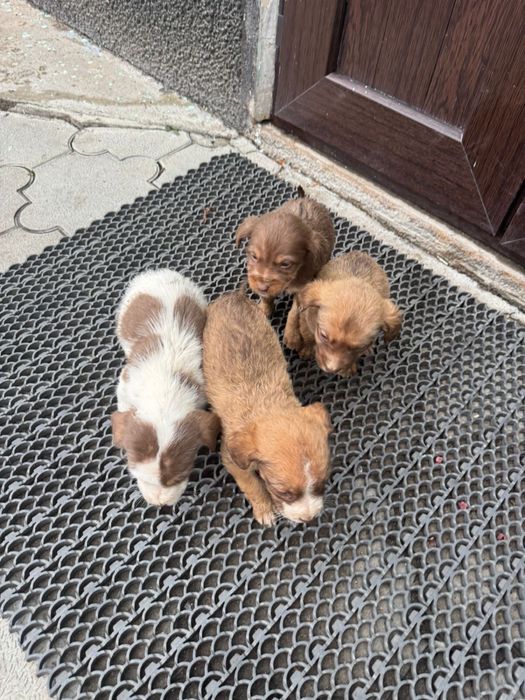 Щенки, отдам даром