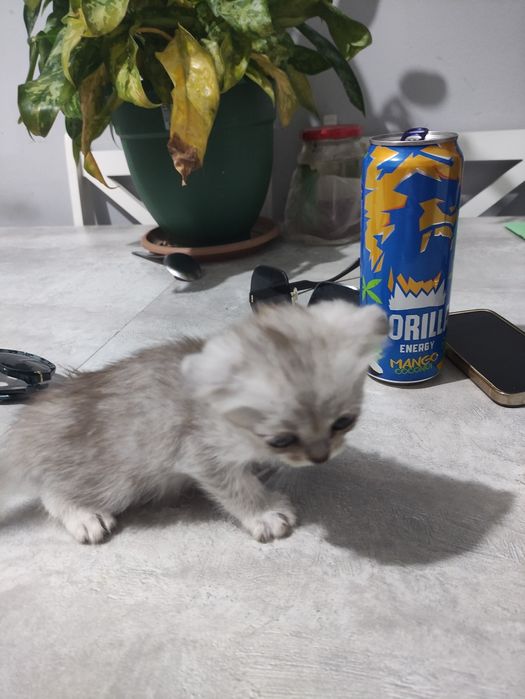 Котята скотшфолд и скотишстрайт