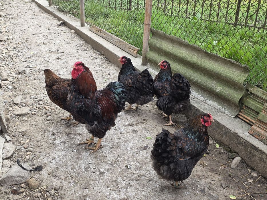Găini și cocoși de rasă Wyandotte roșu negru