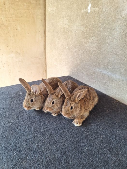 Кролчата 3 штуки 1.5 месяцев