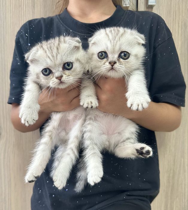 Котята шотландские вислоухие