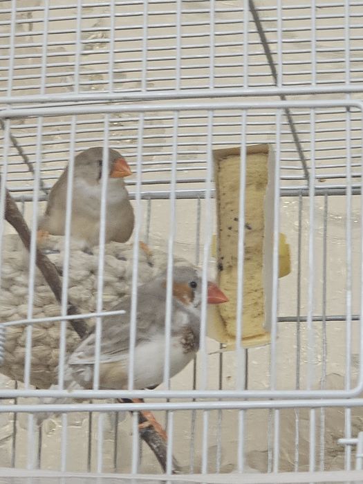 Продам Амадин. Пара девочка и мальчик.