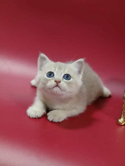 Котик шиншилла  ay25