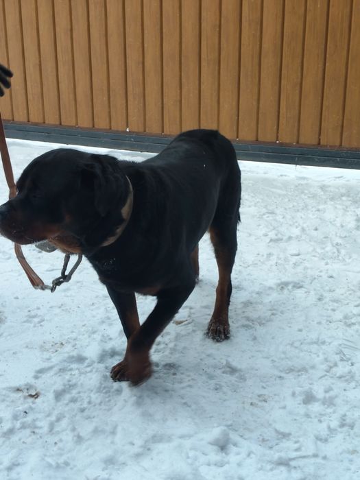 Продам ротвейлер кабель 3 год