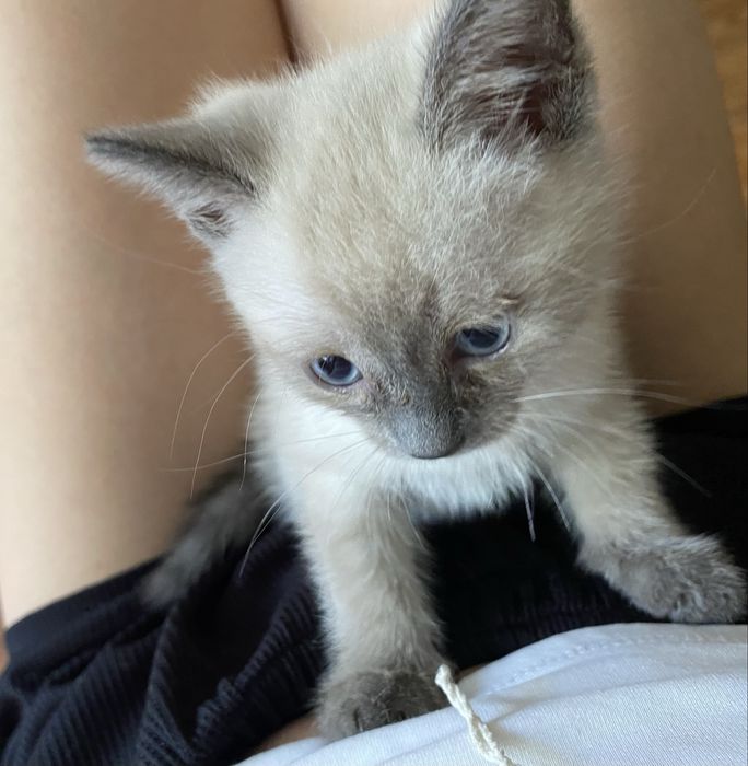Отдам котенка в добрые руки