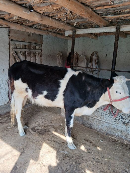 Моллар сотилади  манзил самарканд жомбойда