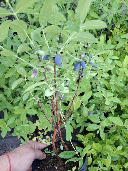 Камчатка ягода в саксия