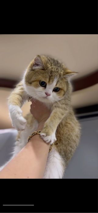 Золотая шиншилль!