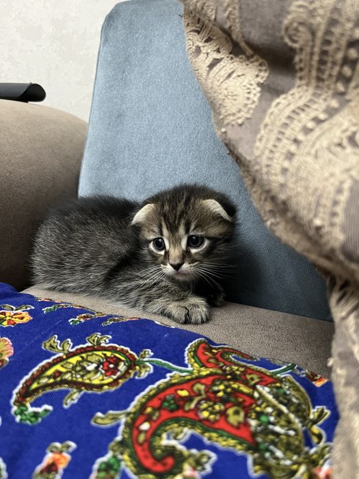 Котята на продажу, скоттиш фолд