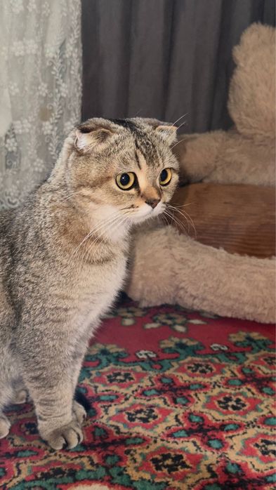 Продаеться Шотландская вислоухая кошка