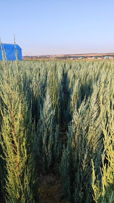 Маживельники блюаро