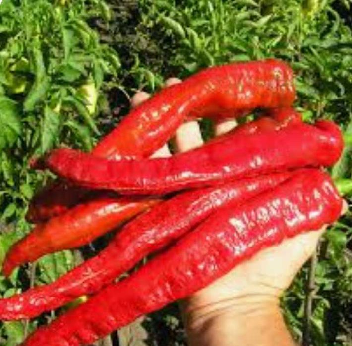 Семена сладкого перца паприки.