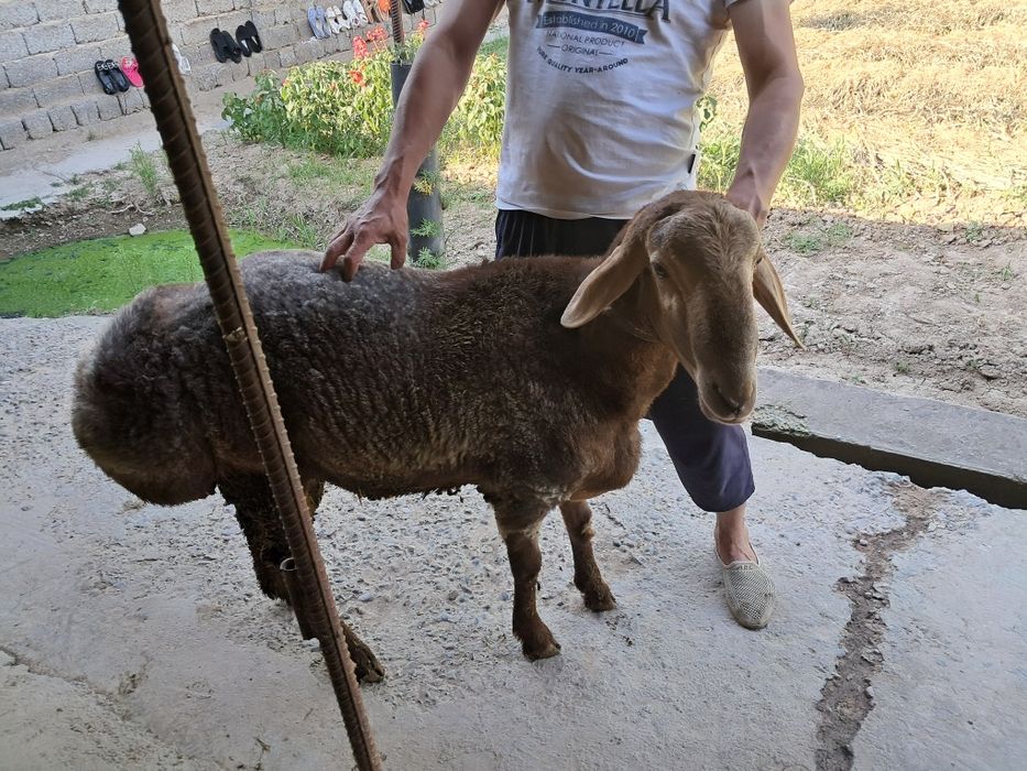 Hayit bayramiga 2ta yetuk qõchqorlar