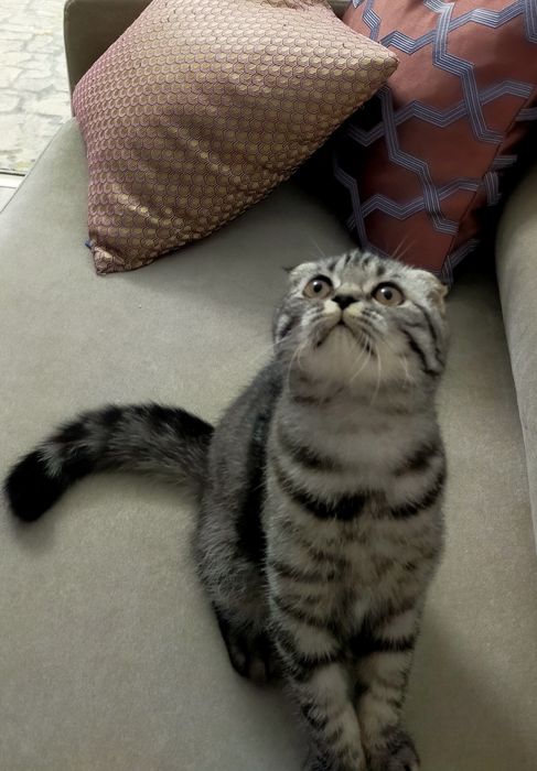 Продаётся кот skotish fold готовый к вязке
