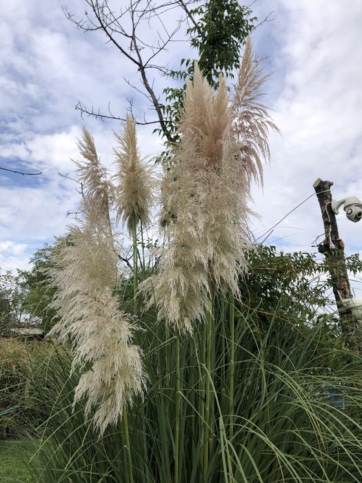 Pampas natural diferite modele
