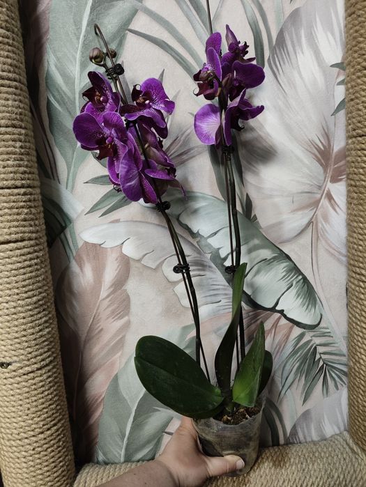 Орхидеи в подарок
