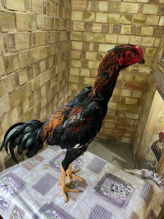 Dakan xoroz sotiladi