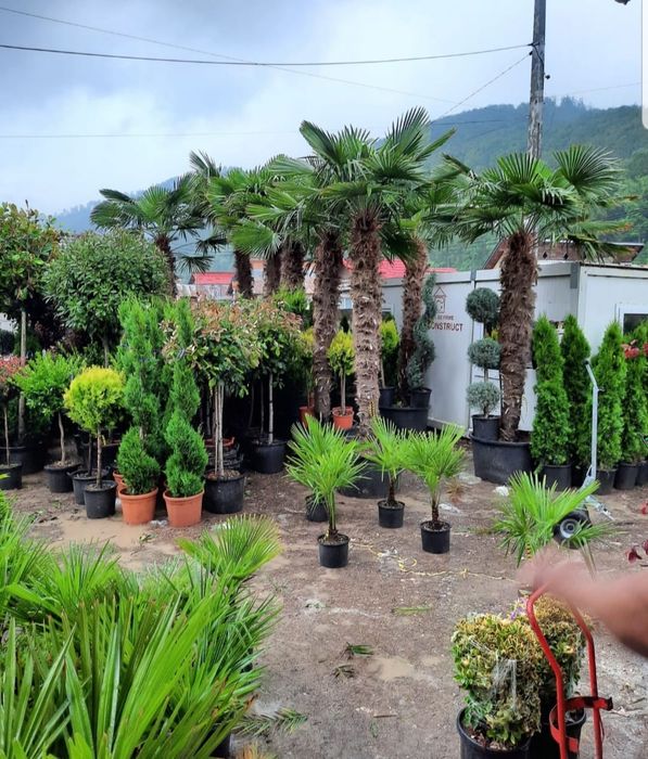 Palmieri rezista la frig % garantat/ thuja smaralgd enupar tarator