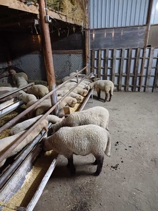 Miei  tigai de  vanzare