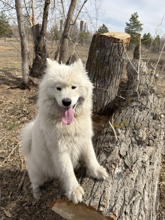 Самоед 2 года  девочка