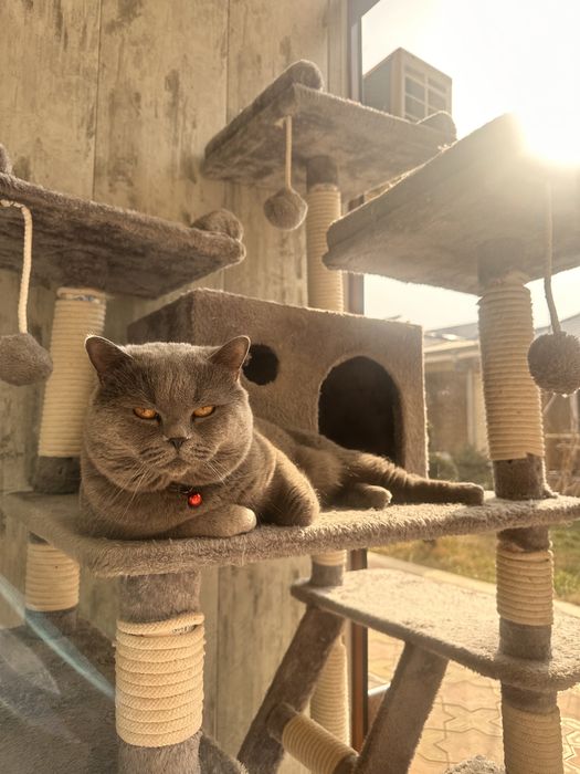 Вязка Скотиш Страйт