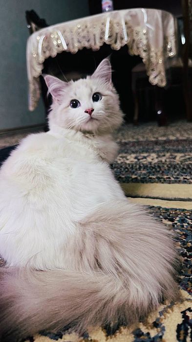 продаётся чистокровный рэгдолл