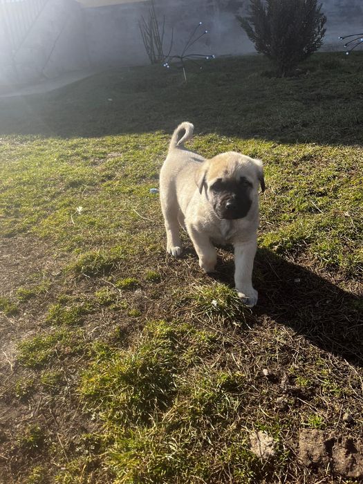 Femele Kangal ( tatal Malakli)