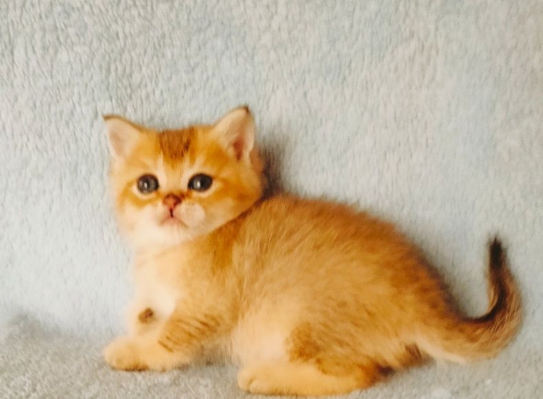 Котята Шиншиллы Золото