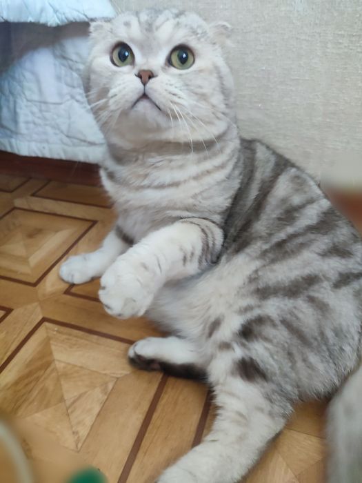 Скоттиш фолд. Кот. Вязка