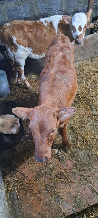 Продам две тёлки