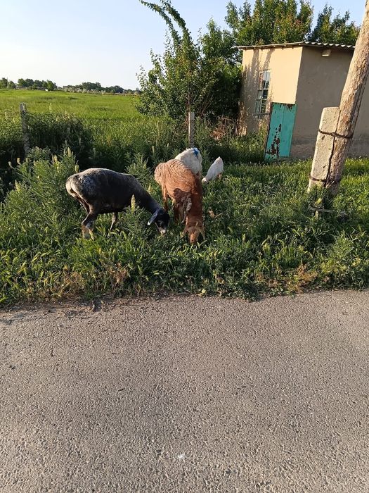 Кой ешкилер сатылады