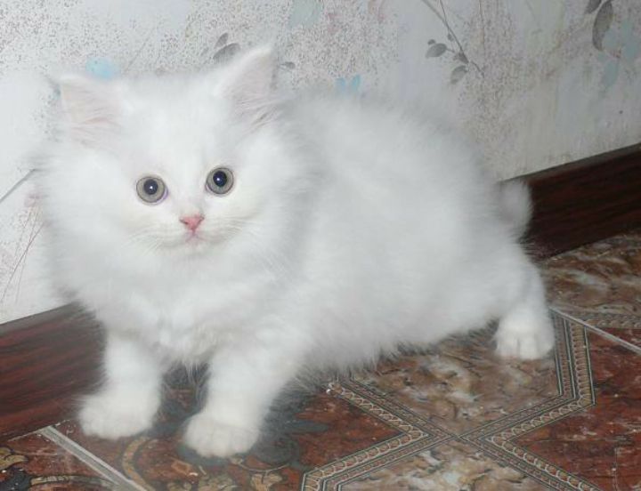 Arzon narxda turetskiy angora